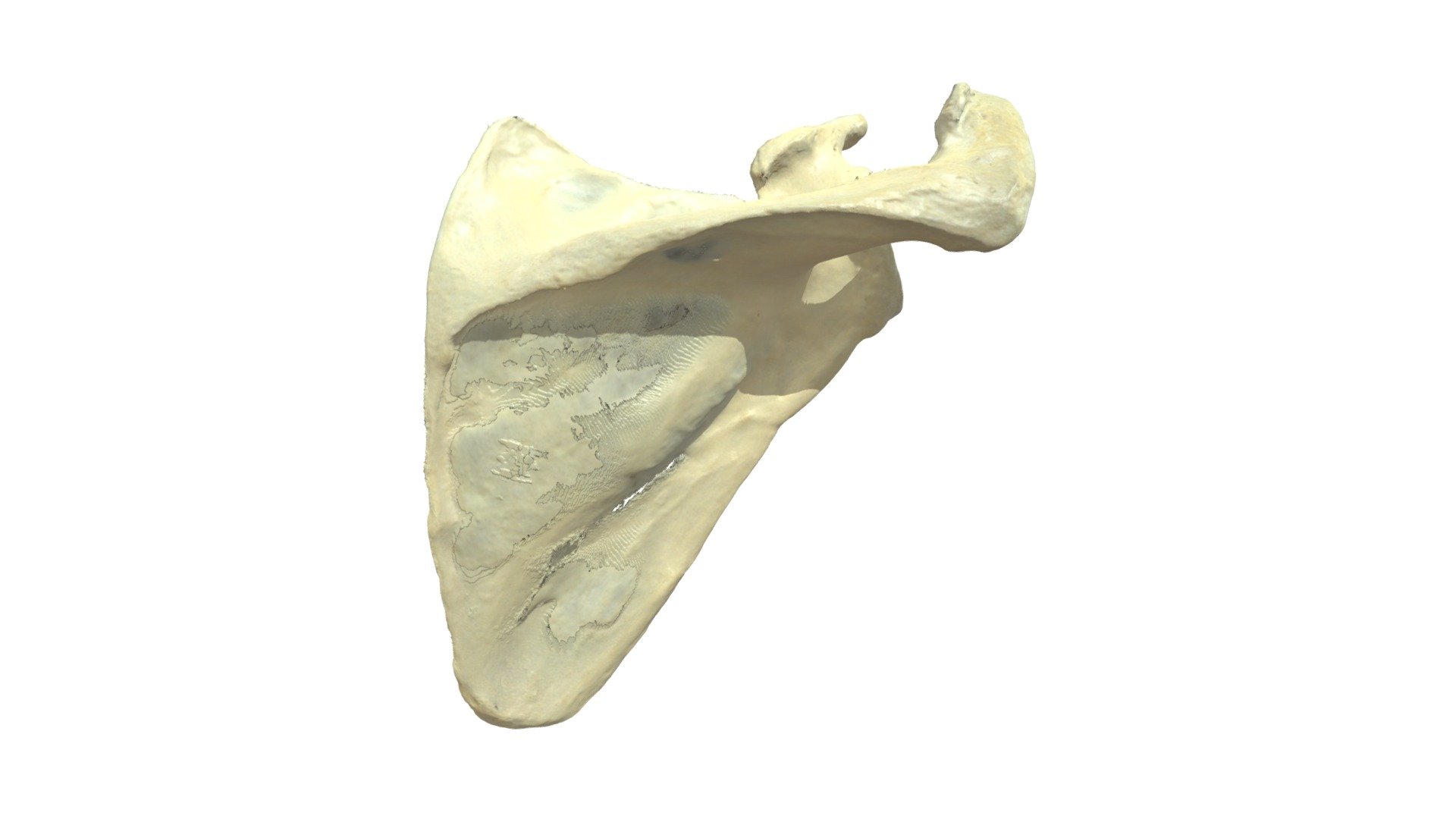 Scapula R - ann - specifics - AnBr - 3D model by Universiteit Antwerpen ...