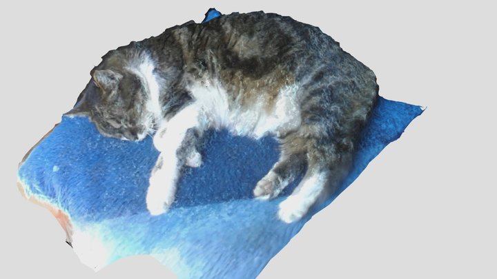 Yoko Cat 3D Model