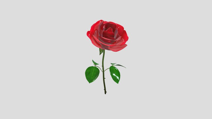 Rosa.sp 3D Model
