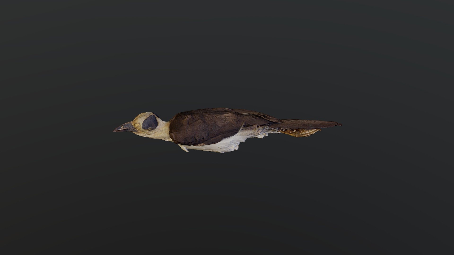 White-necked Rockfowl - Picathartes