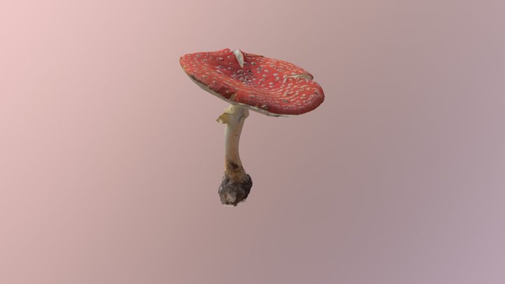 Fly agaric - photogrammetry scan 3D Model