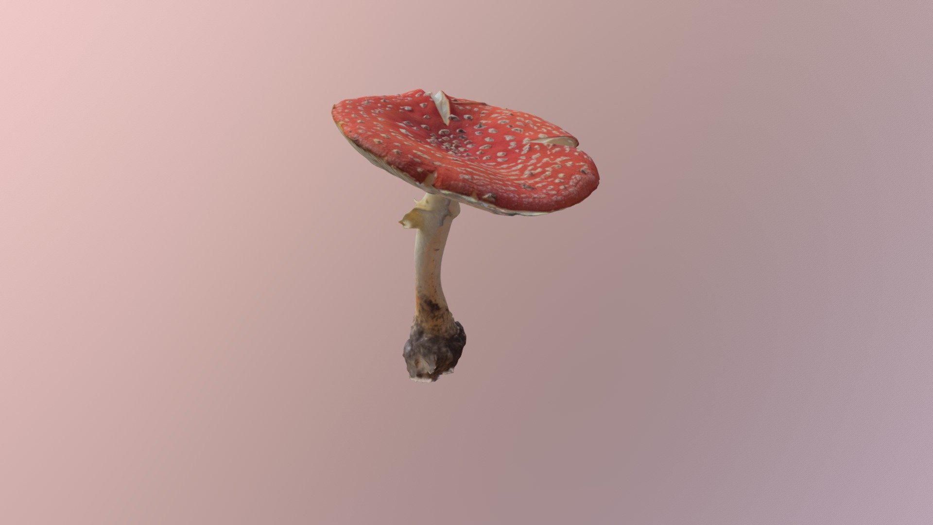 Fly agaric - photogrammetry scan — Sketchfab embed 3D viewer