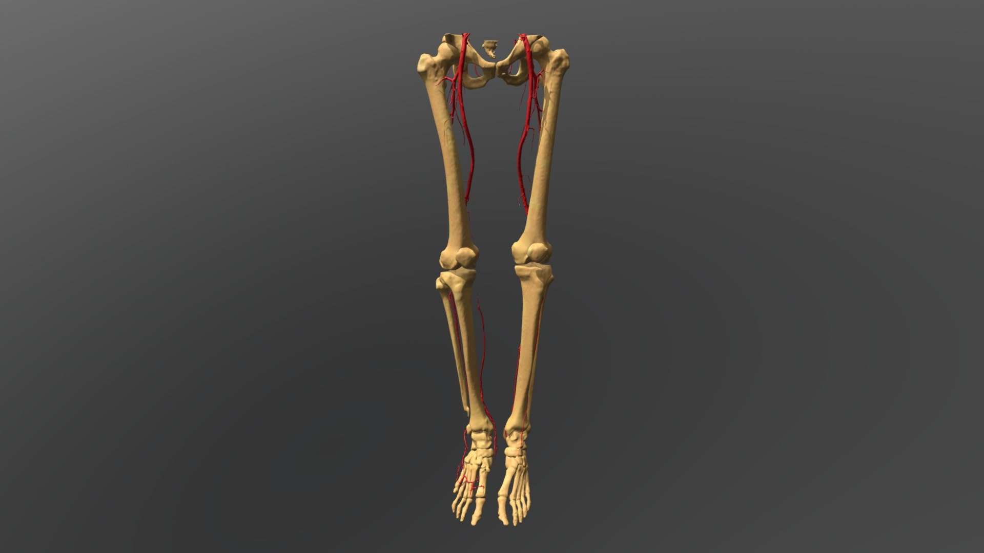 Lower limbs with the arteries. - 3D model by valchanov [46a8216 ...