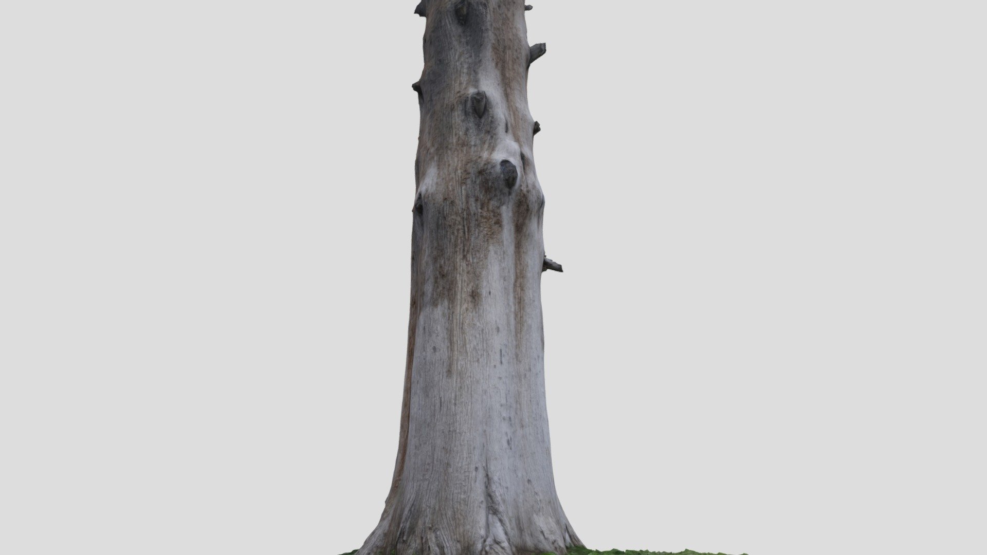 198 yr Cupressus Sempervirens - monumental tree