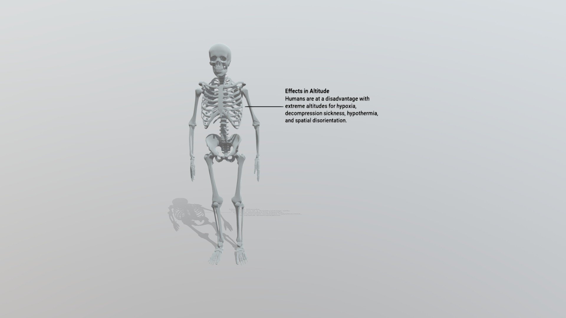 Skeleton