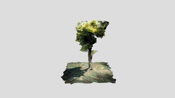 Shrub 3D Model