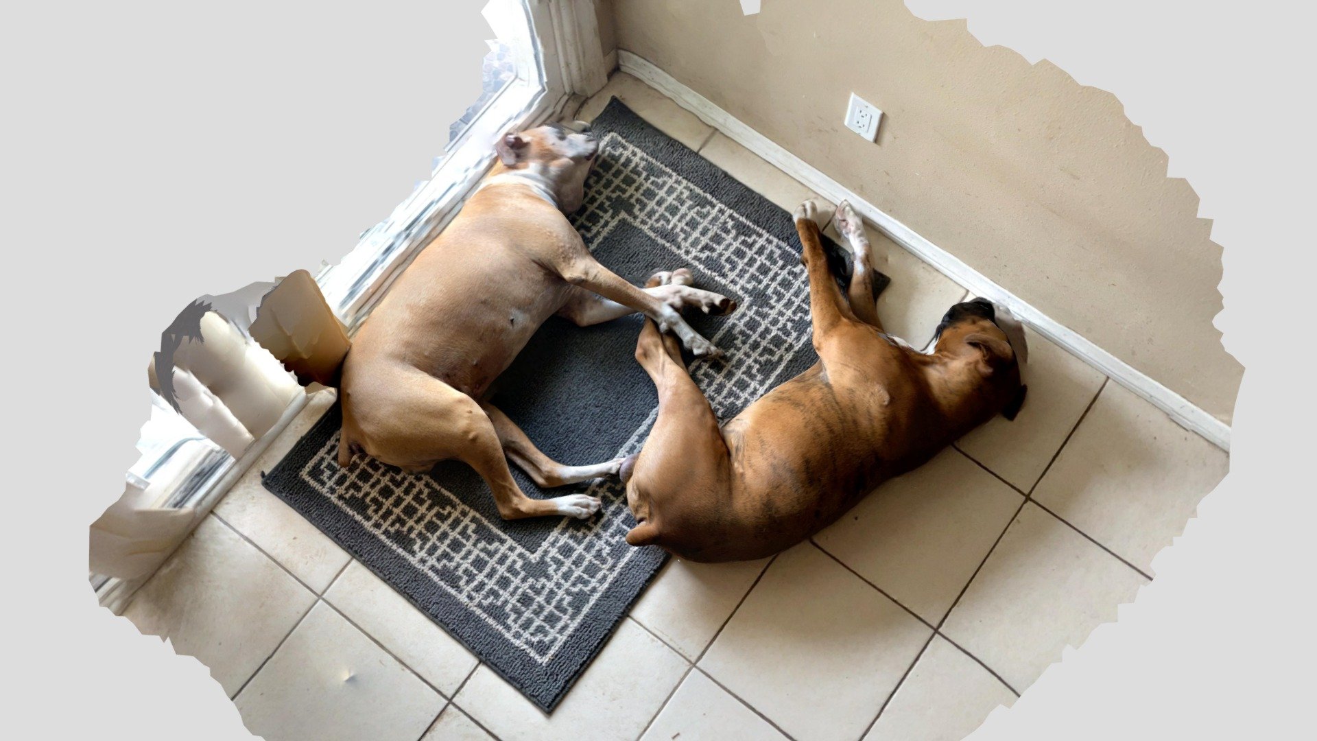 Dog Scan