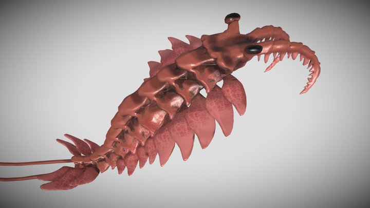 Cambrian odd shrimp 3D Model