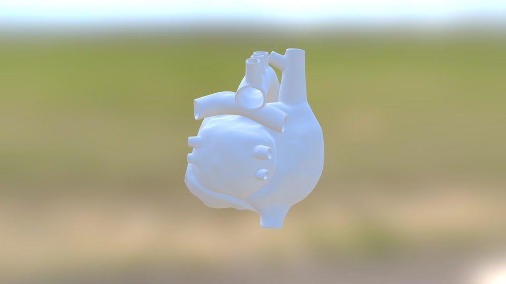 Anatomical Heart