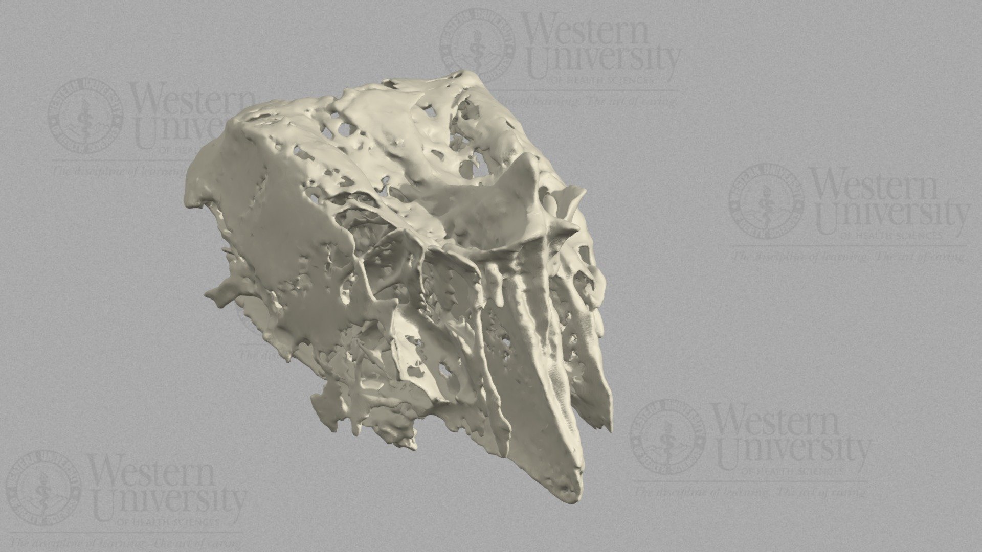 Ethmoid Bone - 3D model by WesternU3D [46be378] - Sketchfab