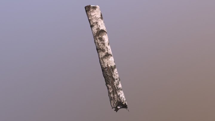 Birch scan 3D Model