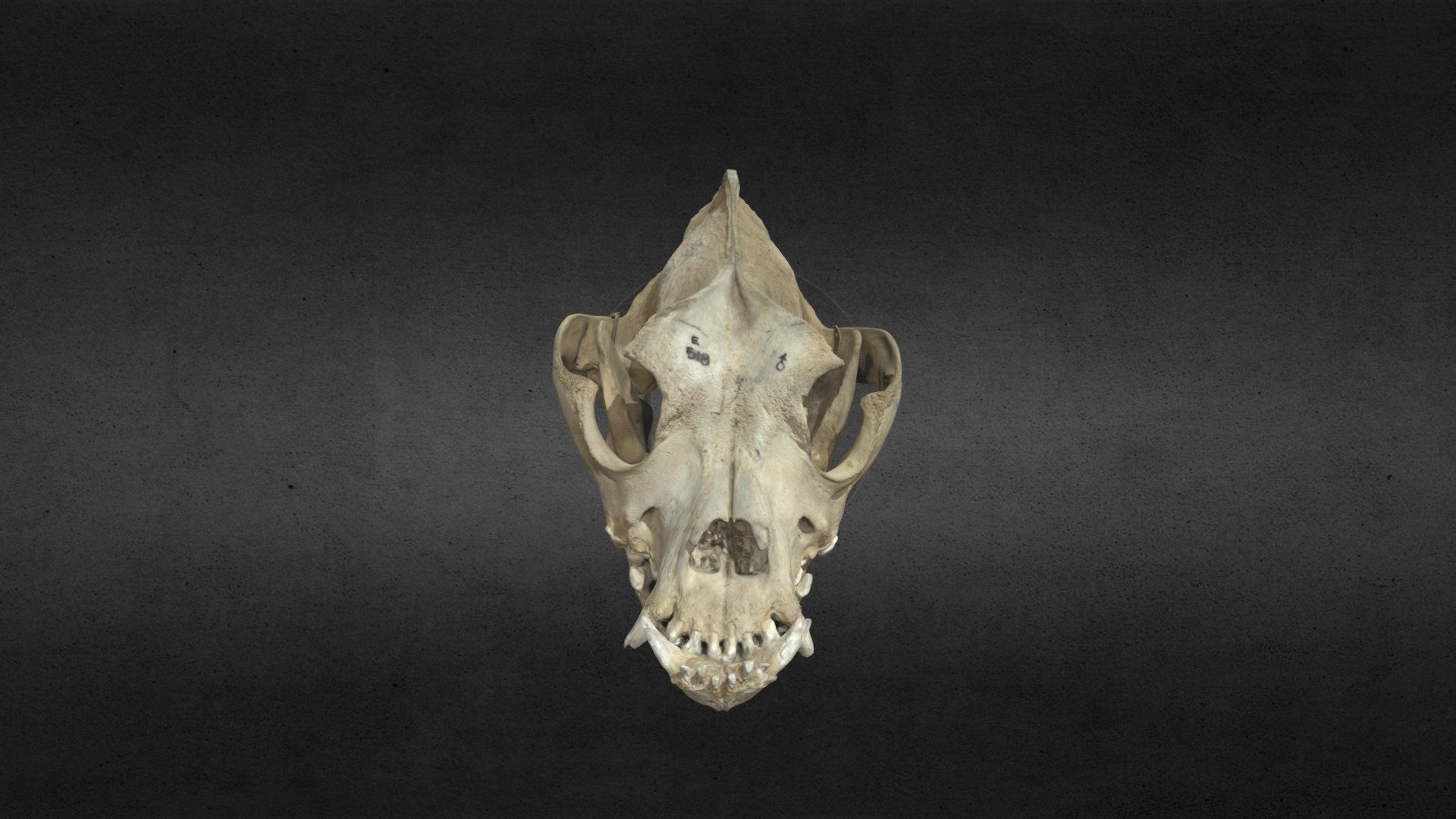 Bulldog skull - Download Free 3D model by UQ_BIOL_Teaching (@BIOLTeaching) [46bfd6a] - Sketchfab