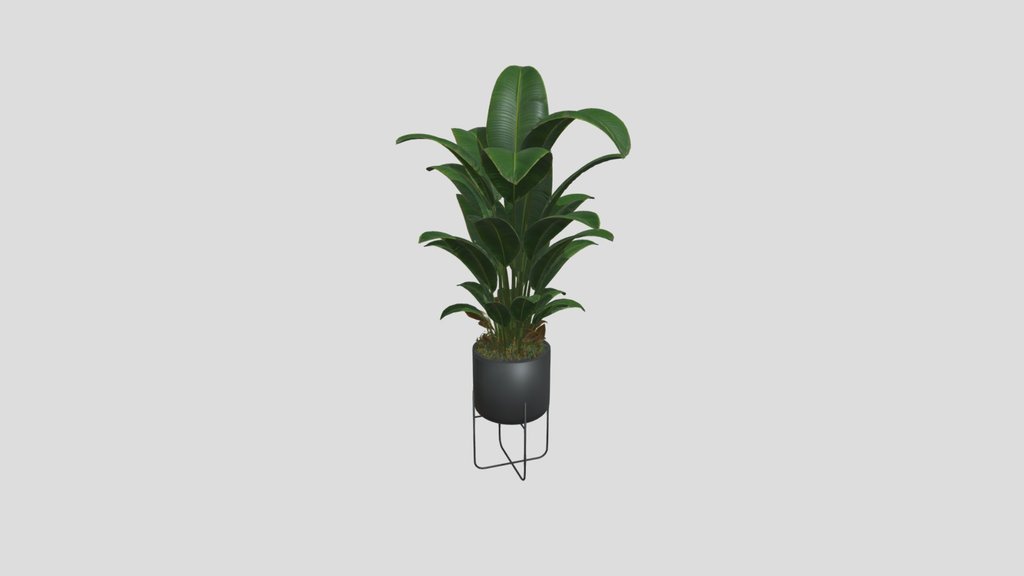 Plant 4 From Vip Collection