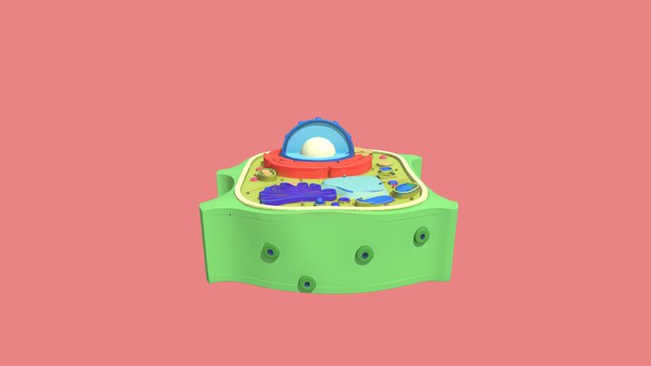 Celula vegetal 3D Model
