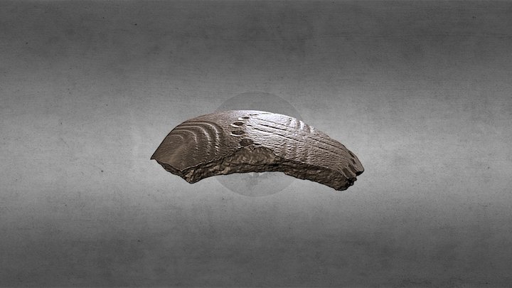 Capeduncola 170 3D Model