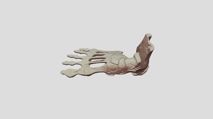Human Foot Anatomy 3D Model
