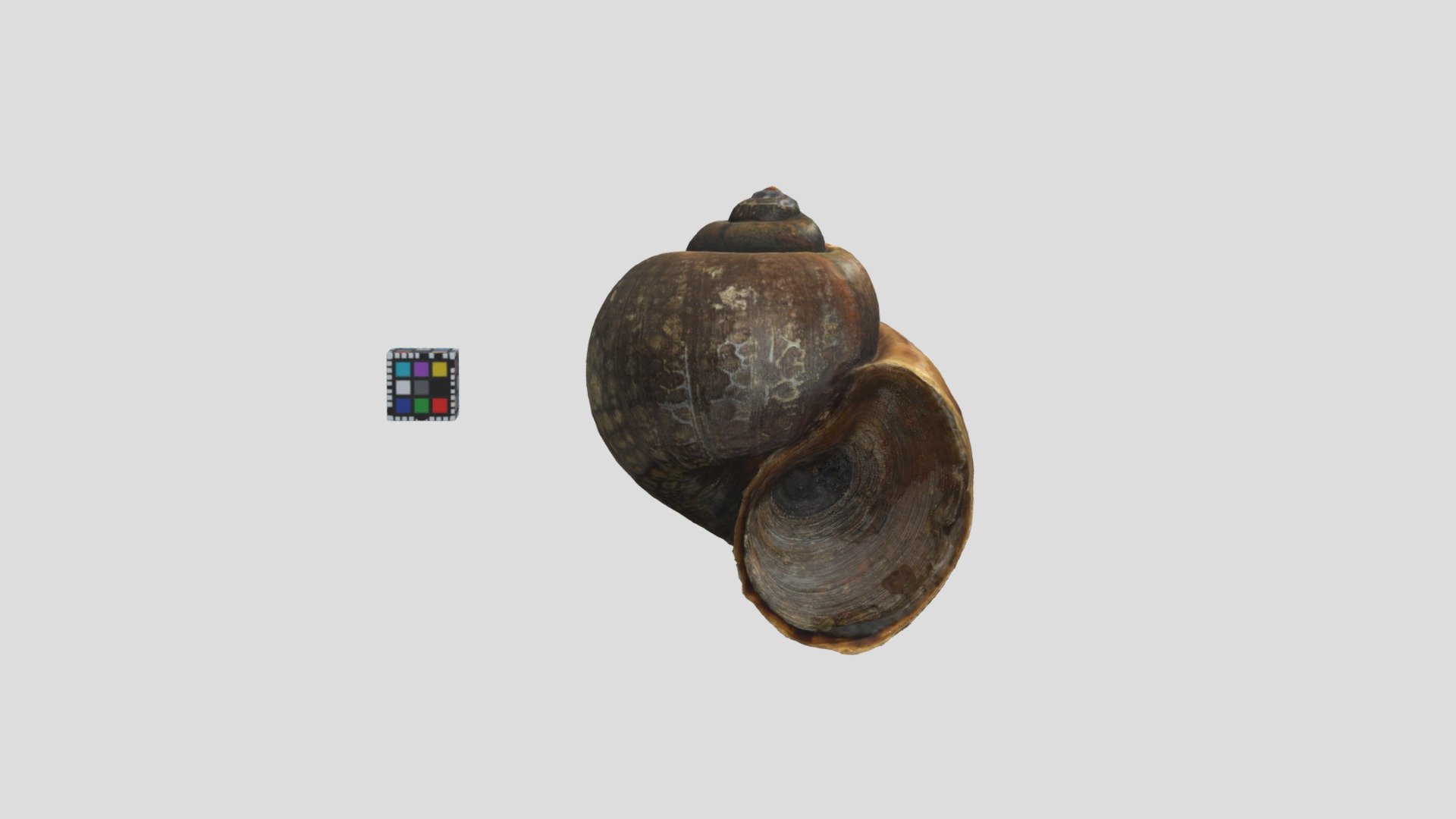 スクミリンゴガイ Pomacea canaliculata