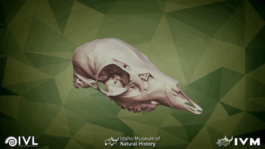 ANIMAL ANATOMY A 3D model collection by SavinasArt Sketchfab