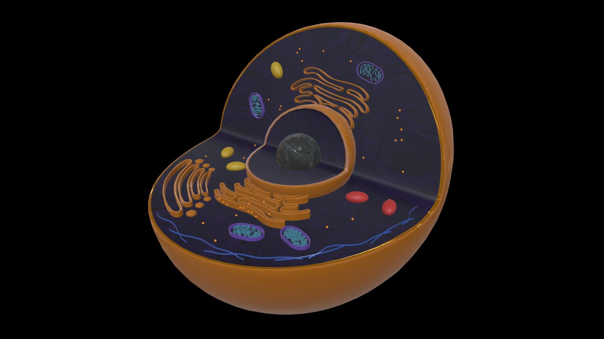 Eukaryote cell - 3D model by University of New England - Archaeology ...