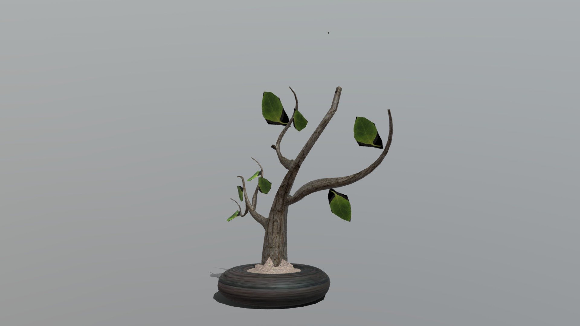 week 8 plant