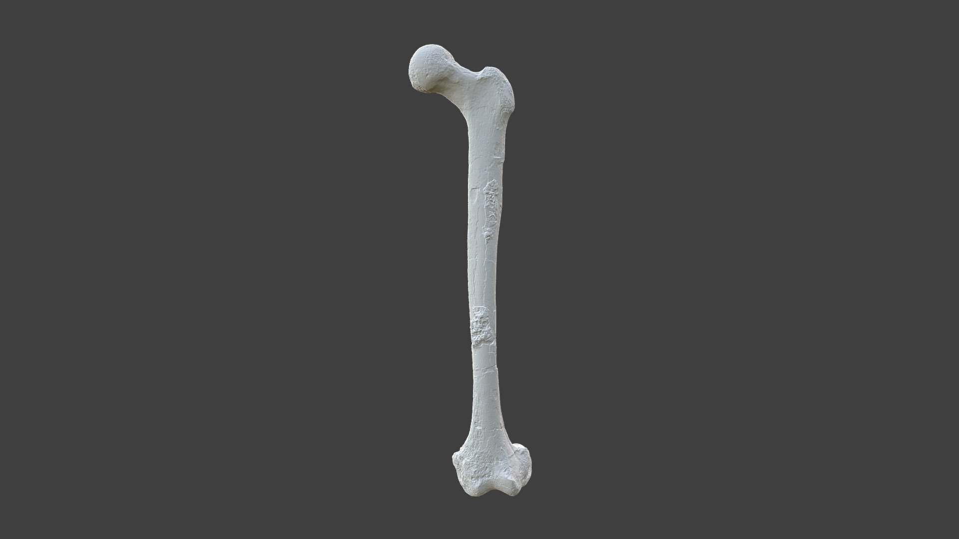 Homo erectus Femur