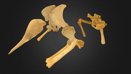 Partial Echidna Skeleton Articulated 3D Model