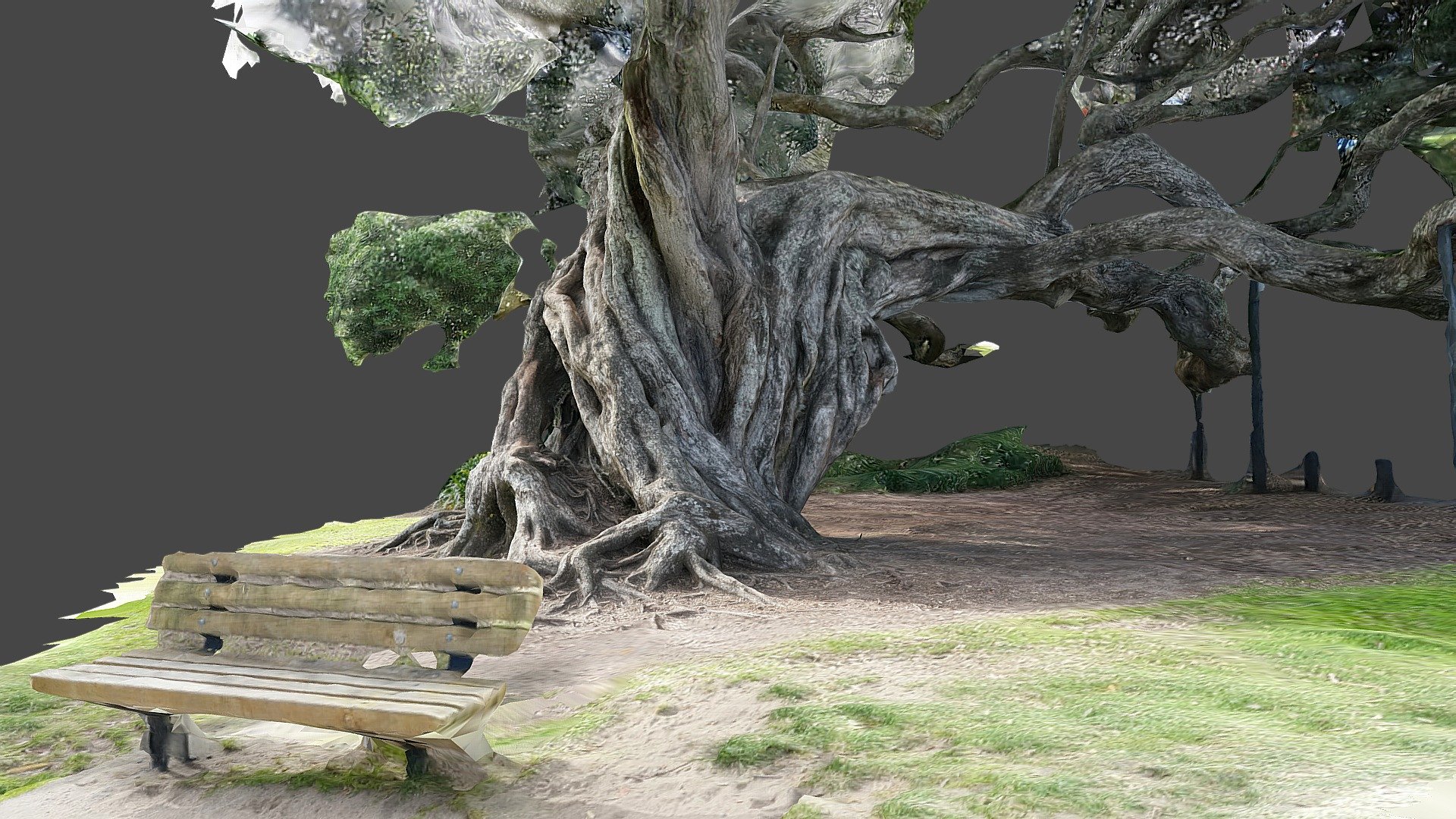 Pohutukawa Tree at Castor Bay