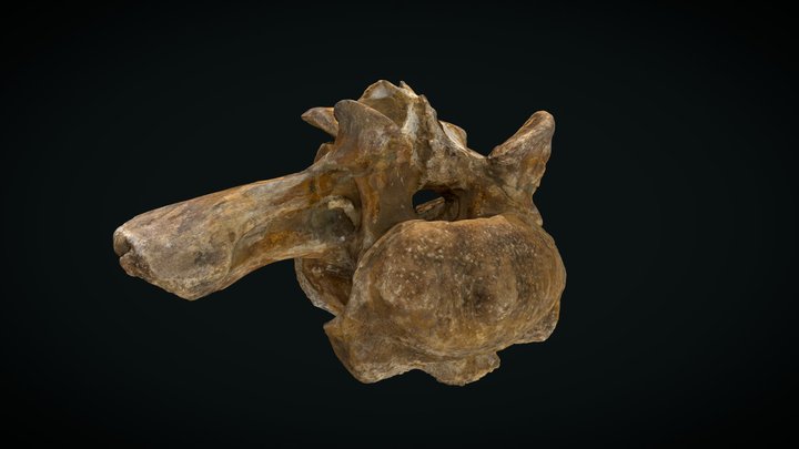 OPH2011 Spinosaurid cervicodorsal vertebra 3D Model