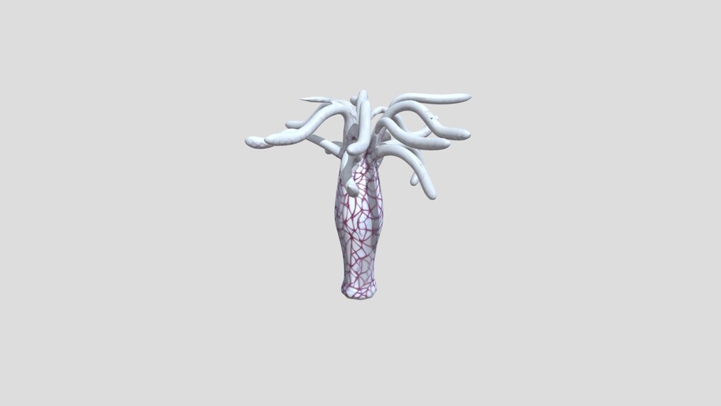 hydra's nervous system