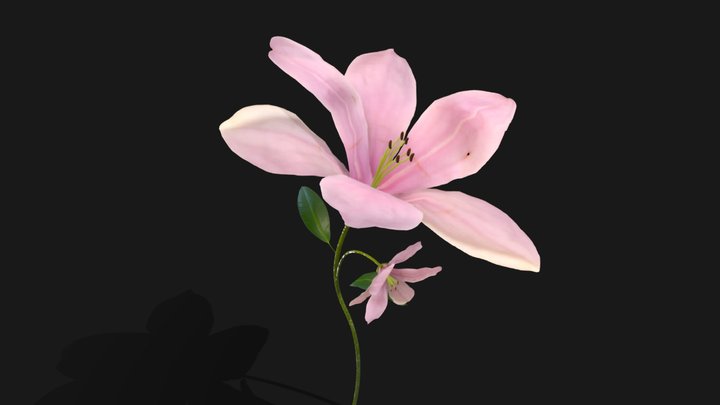 Lily Magnolia Flower (Rigged & Animated) 3D Model
