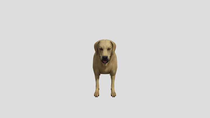 Dog 3D Model