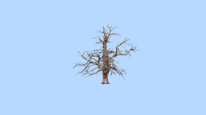 OLD_DEAD_TREE 3D Model