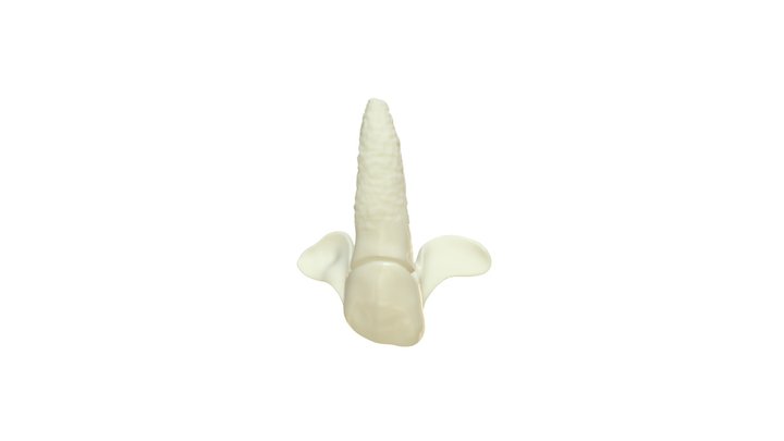 Bionic-Tooth 3D Model
