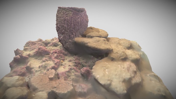 Marine Sponge: 3D Photogrammetry Model 3D Model
