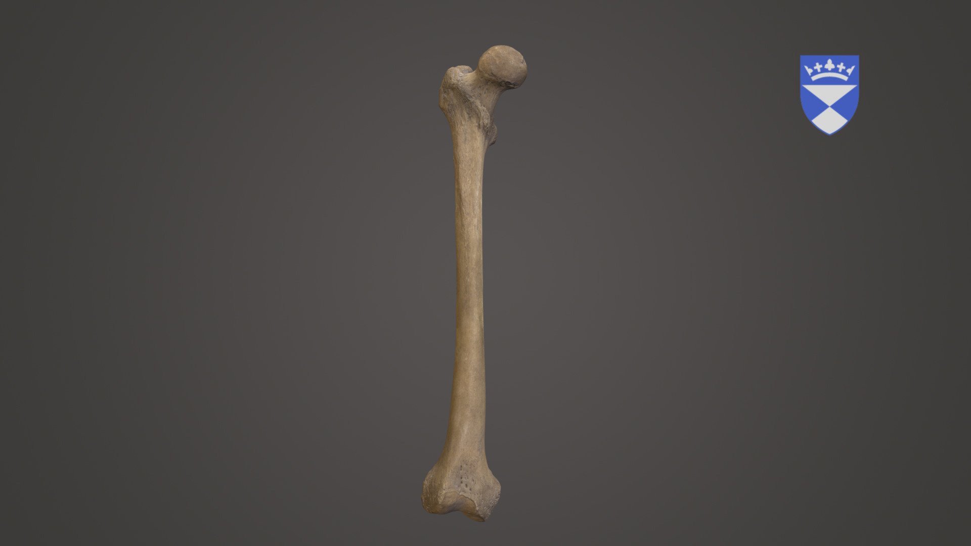 Femur