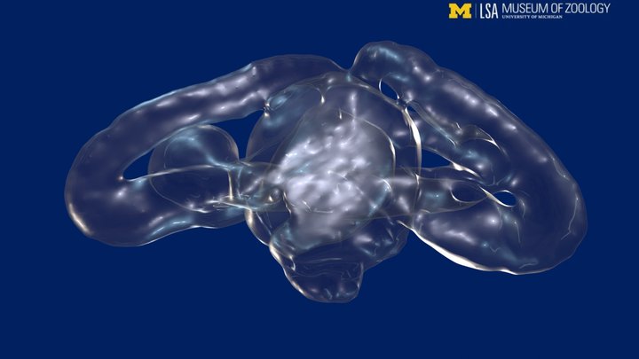 Snake inner ear 3D Model