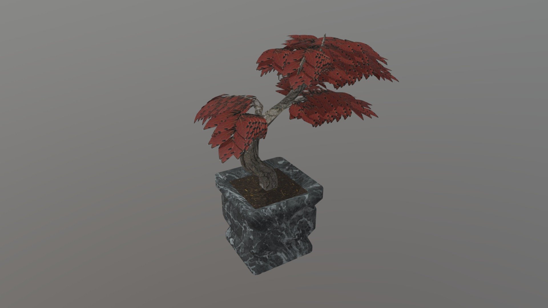 Bansai Tree Plant