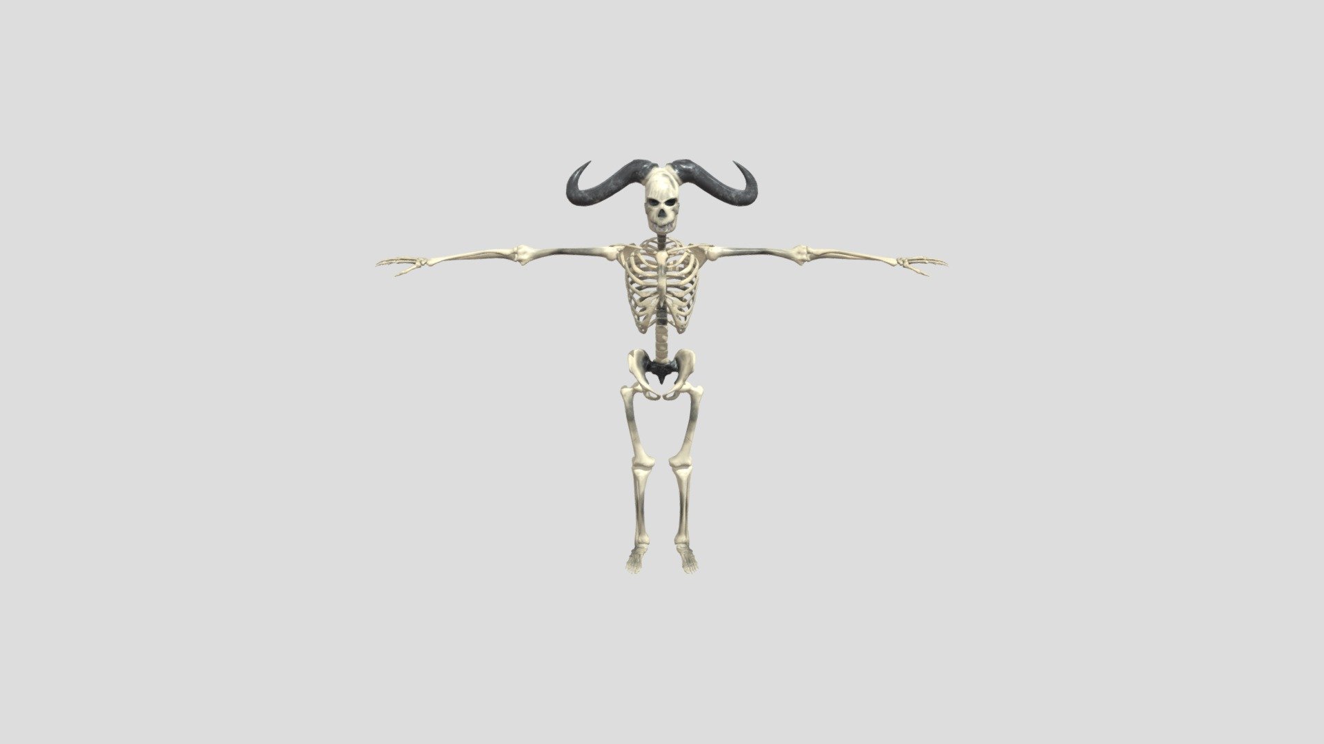 Skeleton