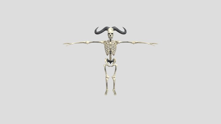 Skeleton 3D Model