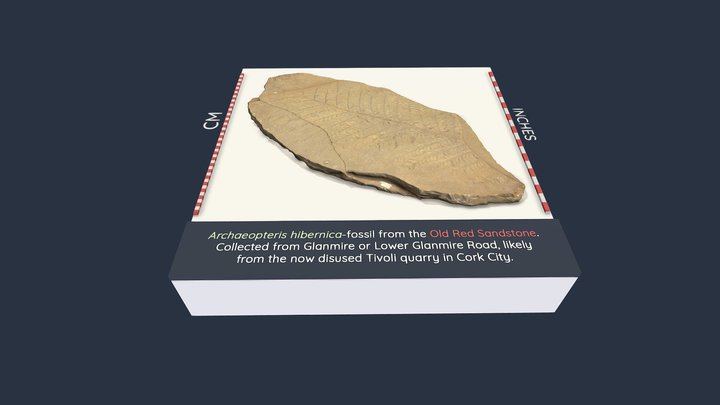 Archaeopteris-fossil from Cork city, Ireland 3D Model