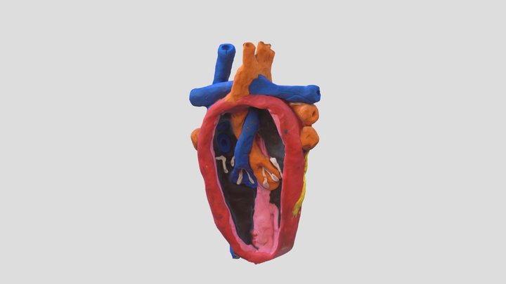 Heart3DModel5 3D Model