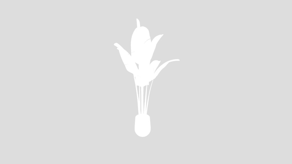 Hq Plants Bird Of Paradisebird Vase