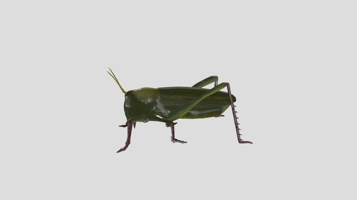 Grasshopper 3D Model