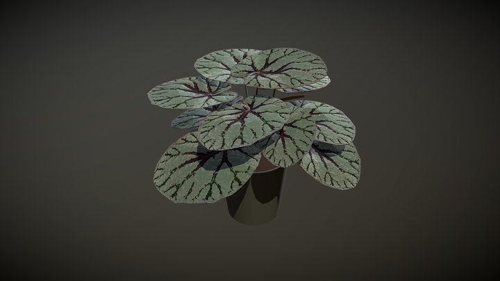 Begonia Rex 3D Model