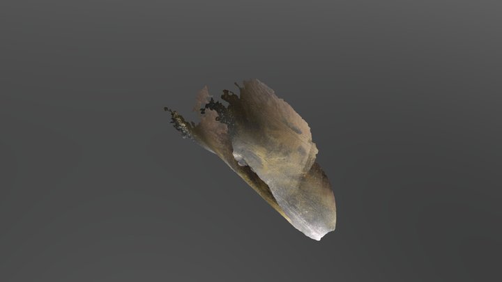 Bulge Model 3D Model