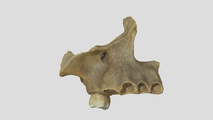 Maxilar 2 3D Model