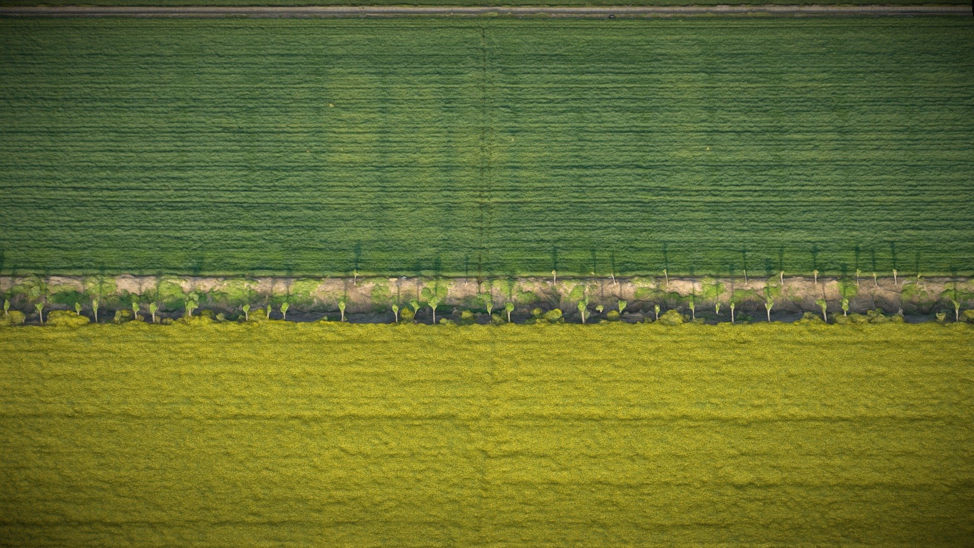 Rice field, cornfield, farmland - Download Free 3D model by Metazeon ...