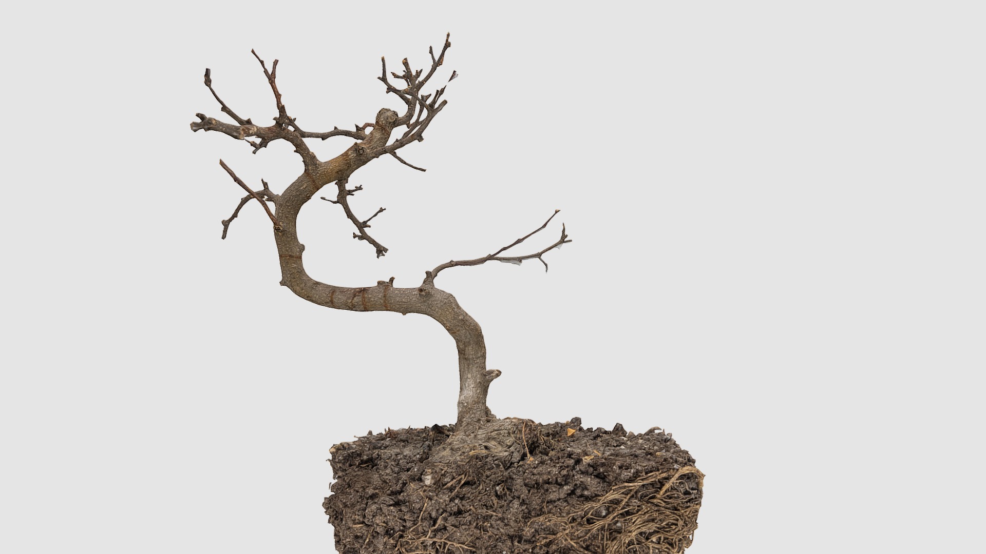 3D model Dry Bonsai - This is a 3D model of the Dry Bonsai. The 3D model is about a tree with no leaves.