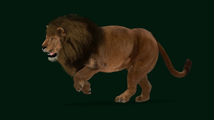 Male African Lion (Mr.Big) Endangered 3D Model