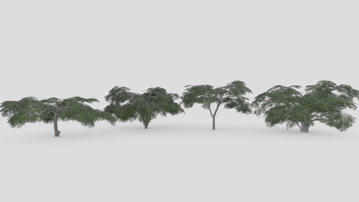 Acacia Tree- Pack- 6 3D Model